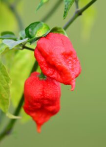 Esileht - Hallilinnu Aed